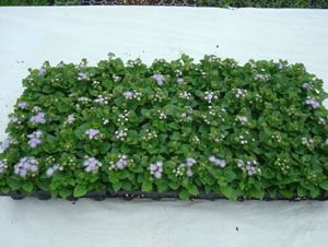  Ageratum Liner